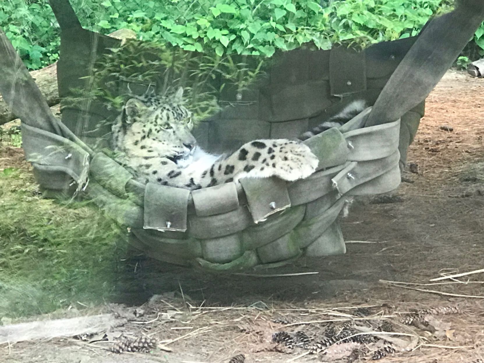 Good Zoo